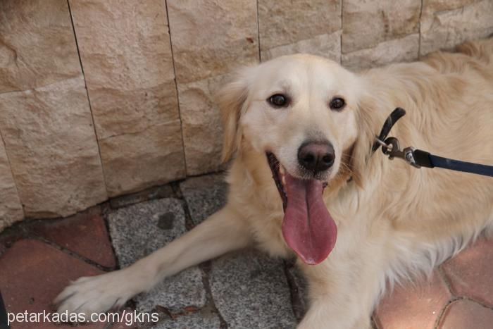 whiskey Dişi Golden Retriever