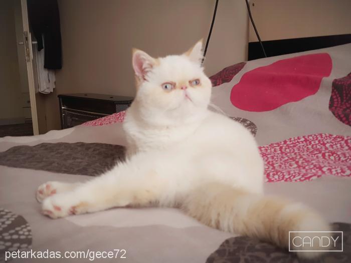 Şira Dişi Exotic Shorthair