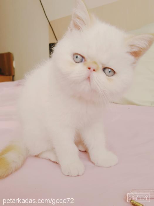 Şira Dişi Exotic Shorthair