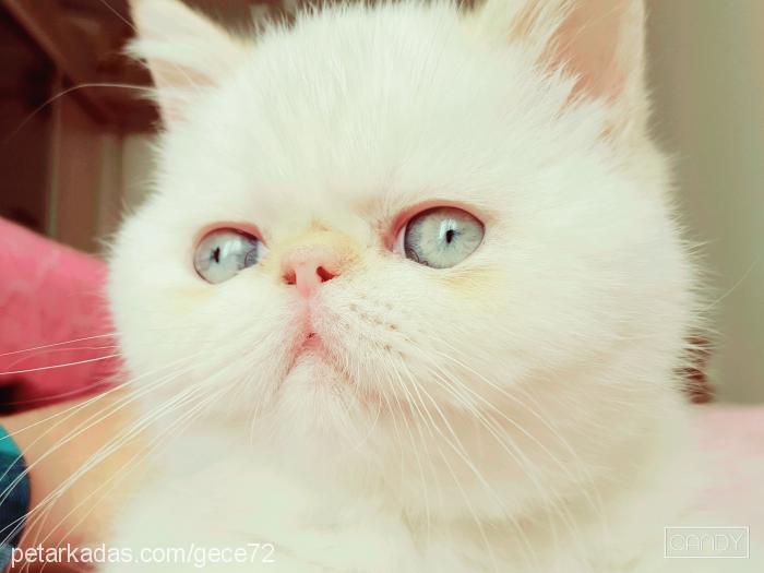 Şira Dişi Exotic Shorthair