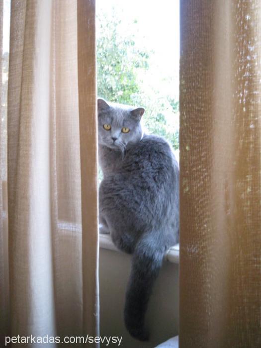 oğul Erkek British Shorthair