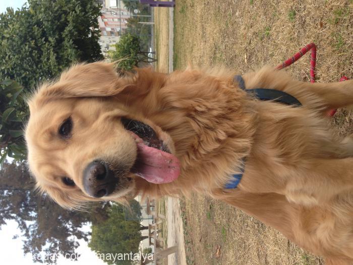 Casper Erkek Golden Retriever