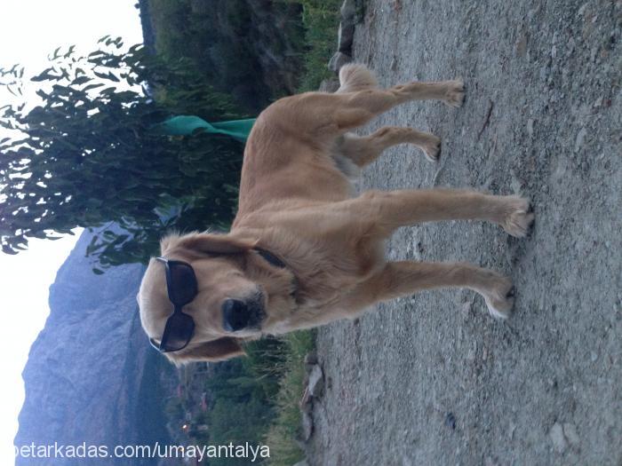 Casper Erkek Golden Retriever