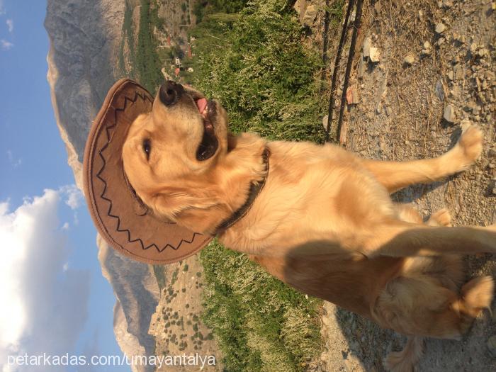 Casper Erkek Golden Retriever