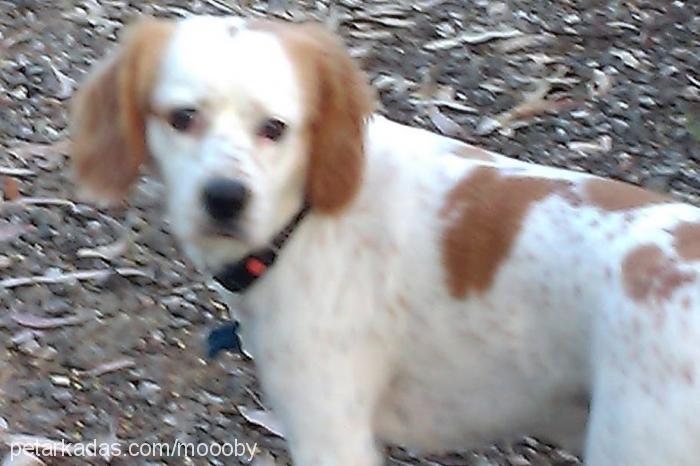 albus Erkek Amerikan Cocker Spaniel