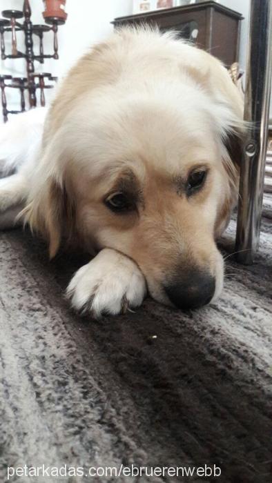 eylül Dişi Golden Retriever