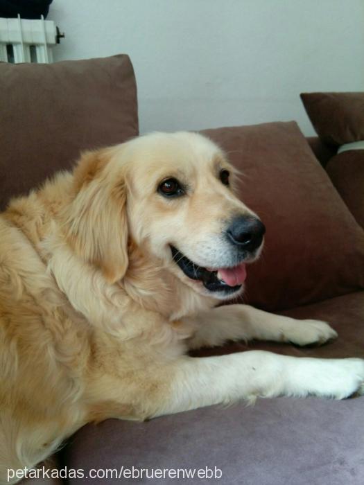 eylül Dişi Golden Retriever