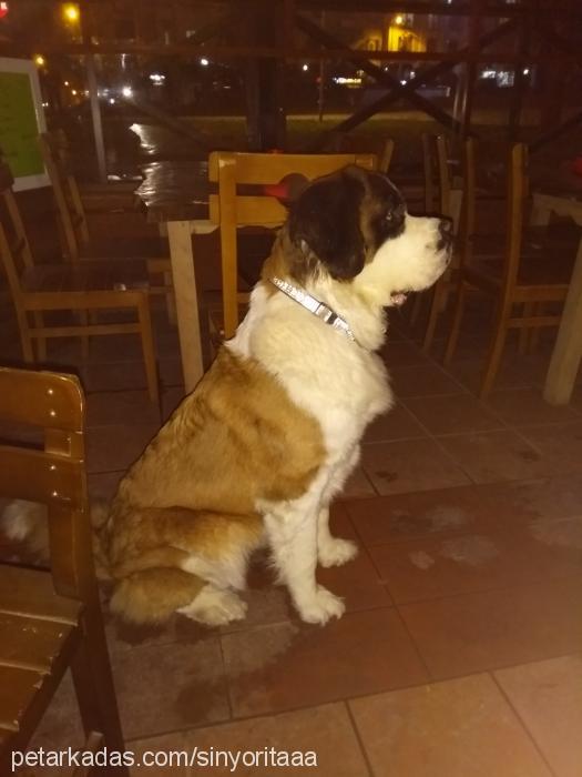 sinyoritaa Dişi St. Bernard (Saint Bernard)