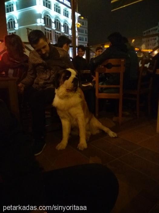 sinyoritaa Dişi St. Bernard (Saint Bernard)