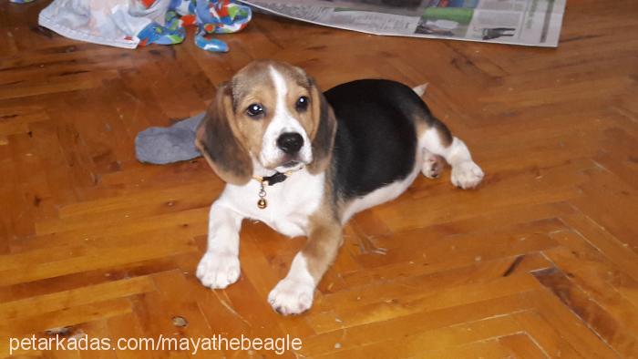 maya Dişi Beagle