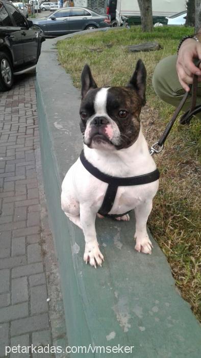 tayyar Erkek Fransız Bulldog