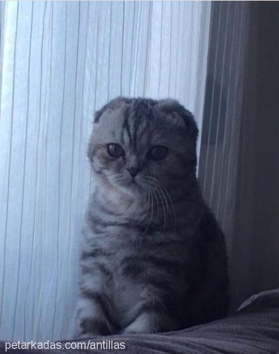 miu Dişi Scottish Fold