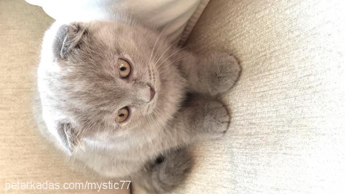 Şila Dişi Scottish Fold