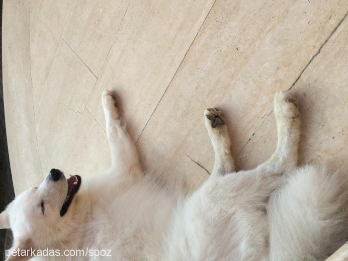 rıfkı Erkek Samoyed