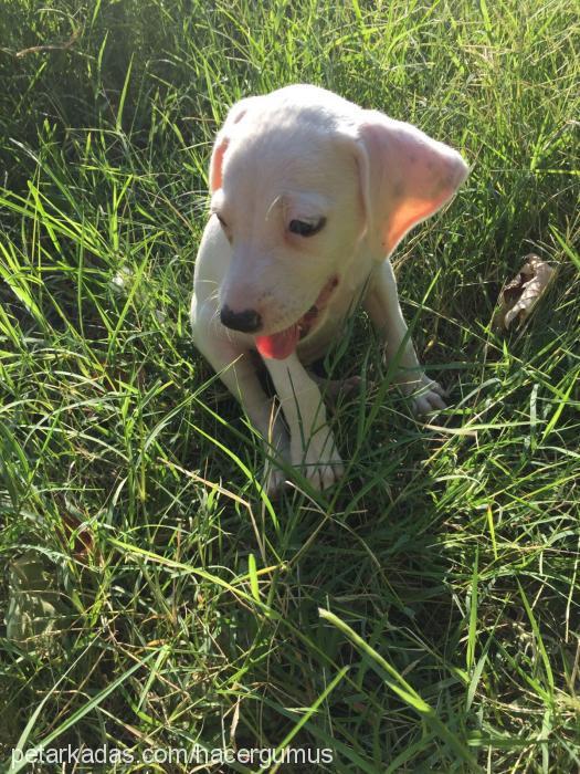 Şİla Dişi Amerikan Staffordshire Terrier