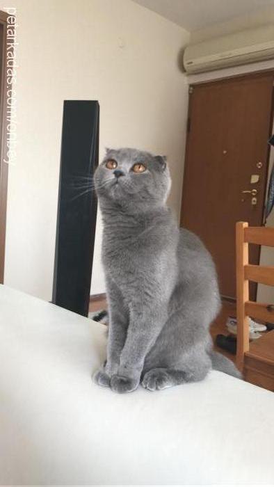 migo Dişi Scottish Fold