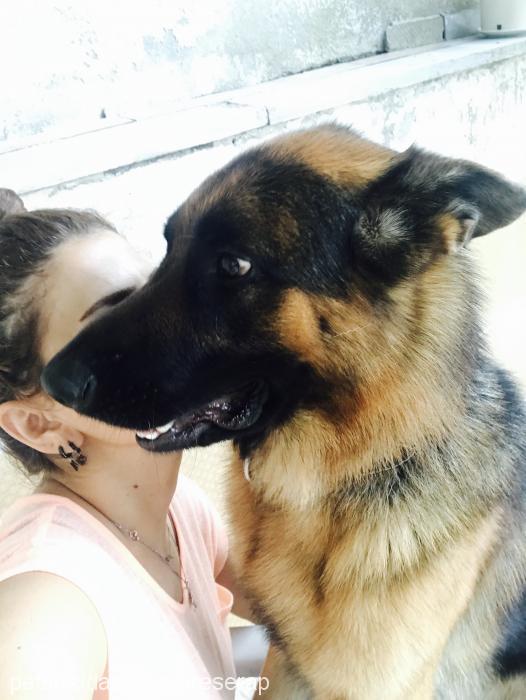 ares Erkek Alman Çoban Köpeği