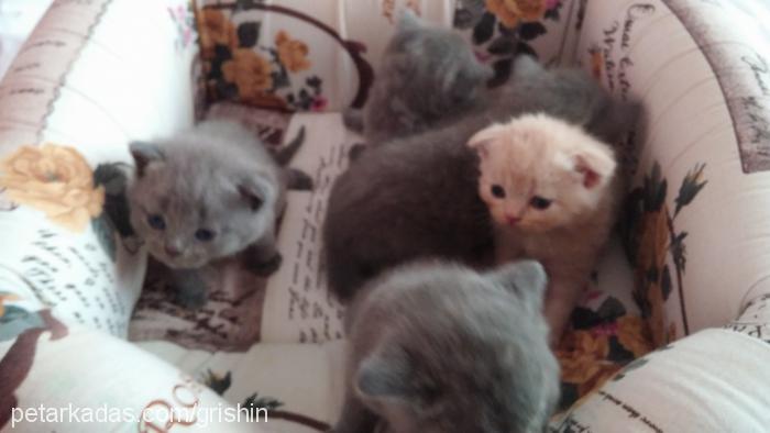 lokum Dişi British Shorthair