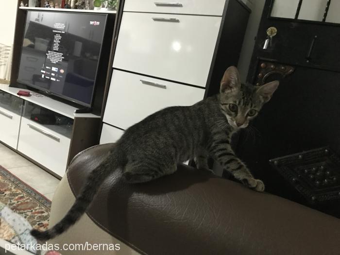 yakisiklioglumu Erkek American Shorthair