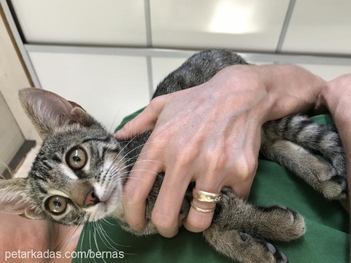 yakisiklioglumu Erkek American Shorthair