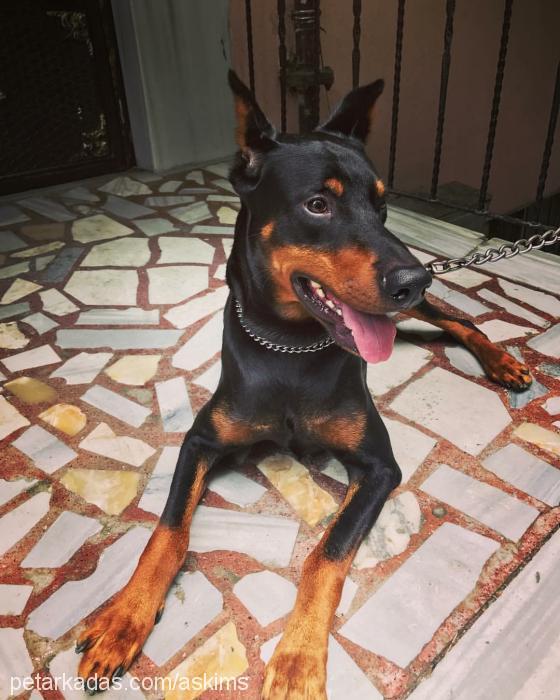 ateş Erkek Doberman Pinscher