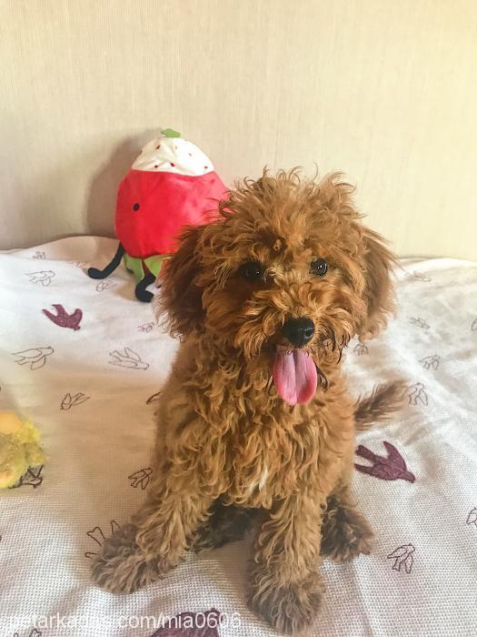 cerezras Dişi Poodle (Minyatür Kaniş)