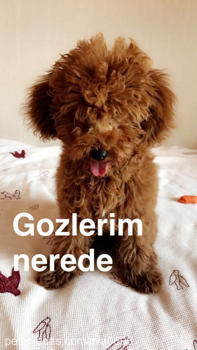 cerezras Dişi Poodle (Minyatür Kaniş)