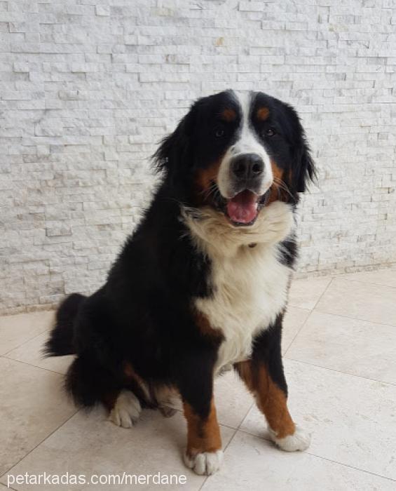 cody Erkek Bernese Dağ Köpeği