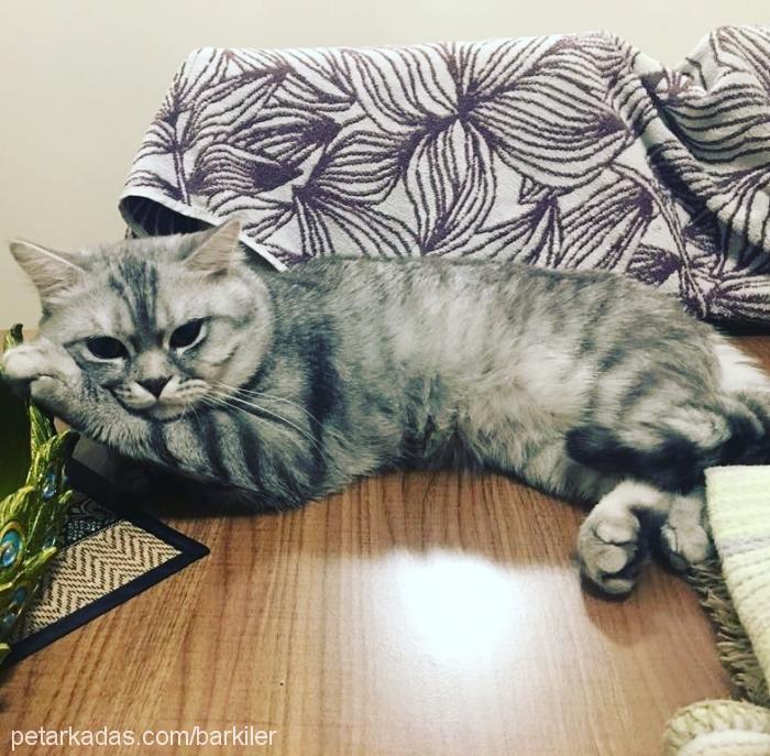 casper Erkek British Shorthair