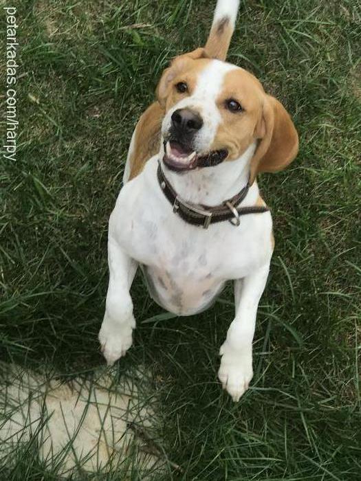 bonnie Erkek Beagle