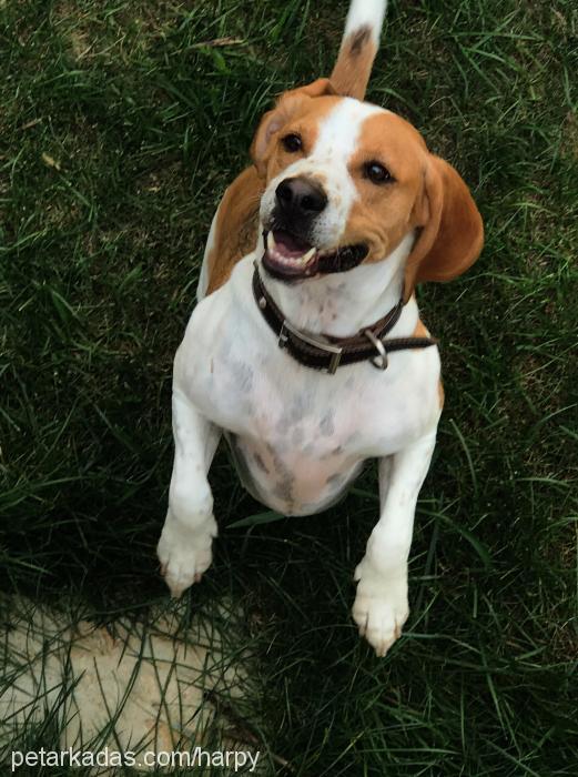 bonnie Erkek Beagle