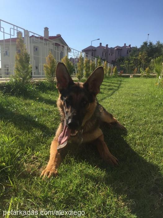 alex Erkek Alman Çoban Köpeği