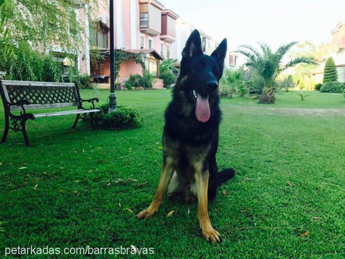 buddy Erkek Alman Çoban Köpeği