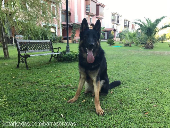 buddy Erkek Alman Çoban Köpeği