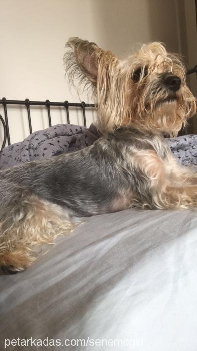 hera Dişi Yorkshire Terrier