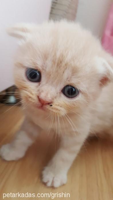 victor Erkek Scottish Fold