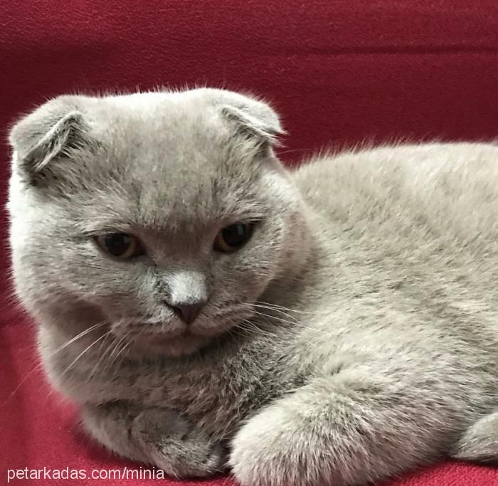 Şila Dişi Scottish Fold