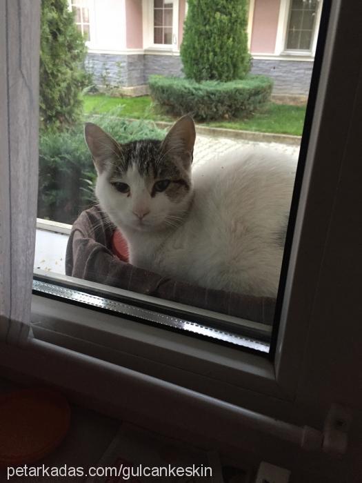 lila Dişi British Shorthair