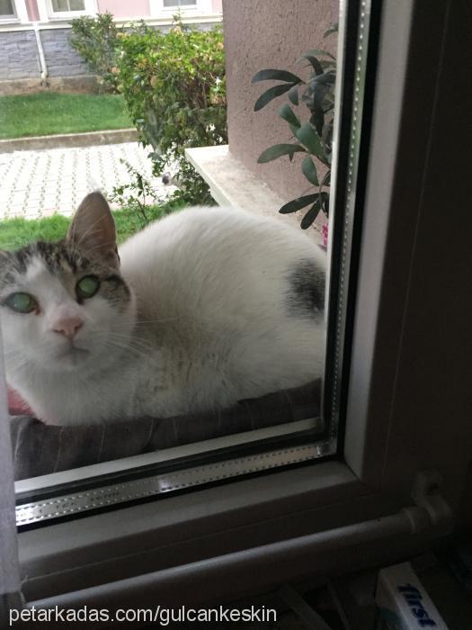 lila Dişi British Shorthair