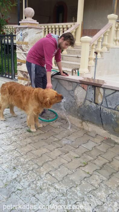 sircasper Erkek Golden Retriever