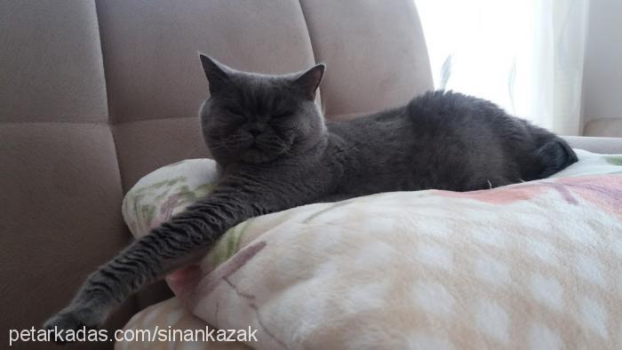 katy Dişi British Shorthair