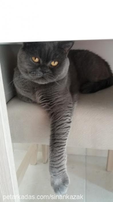 katy Dişi British Shorthair