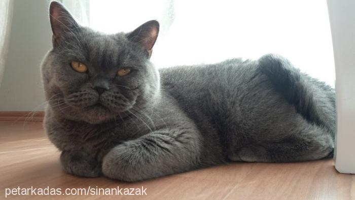 katy Dişi British Shorthair