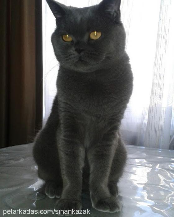 katy Dişi British Shorthair