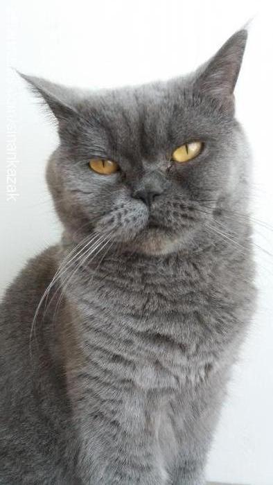 katy Dişi British Shorthair