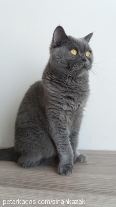 katy Dişi British Shorthair