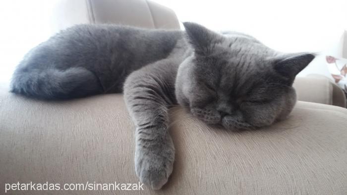 katy Dişi British Shorthair