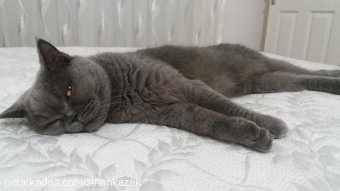 katy Dişi British Shorthair