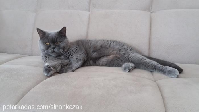 katy Dişi British Shorthair