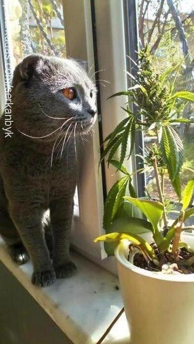 cafer Erkek Scottish Fold